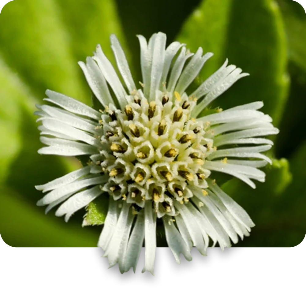 Bhringraj