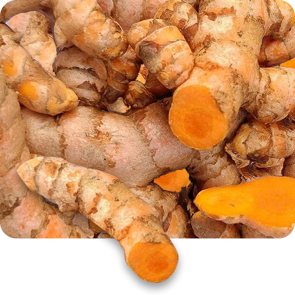 Haridra (Turmeric)