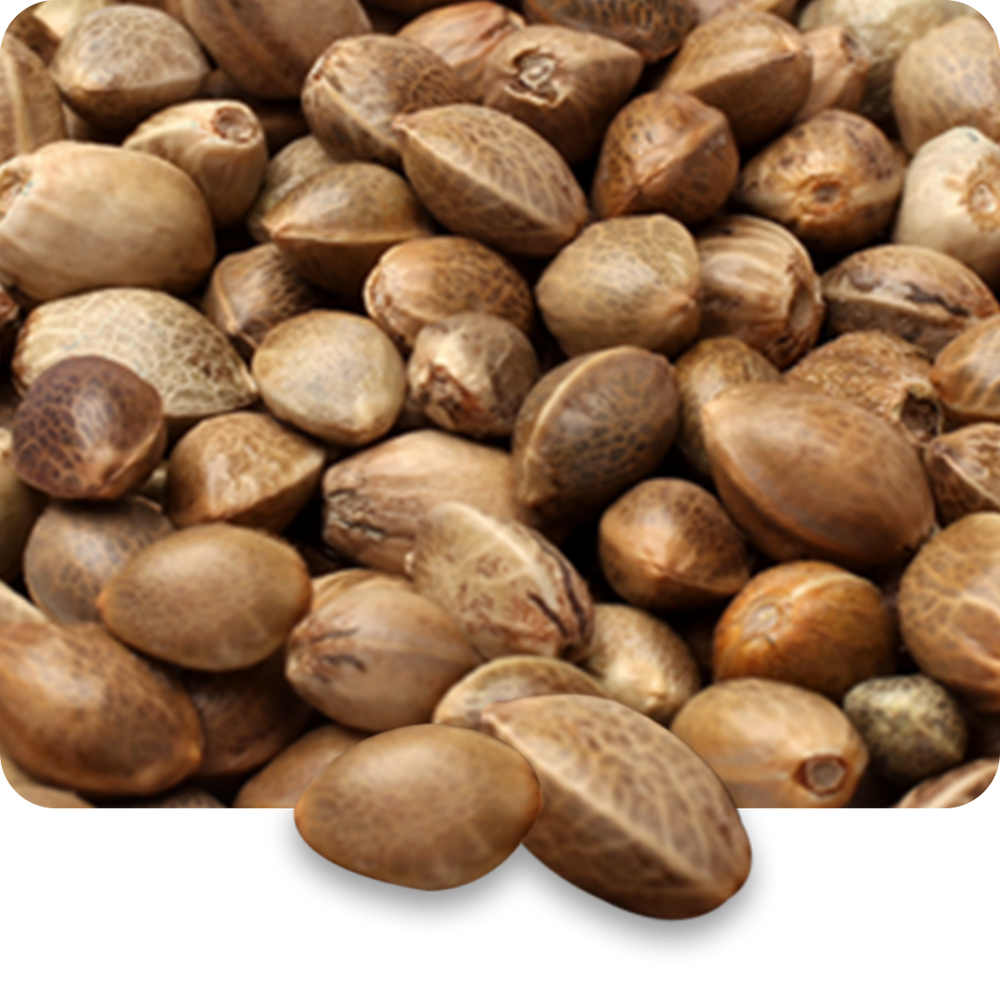 Hemp Seed Oil