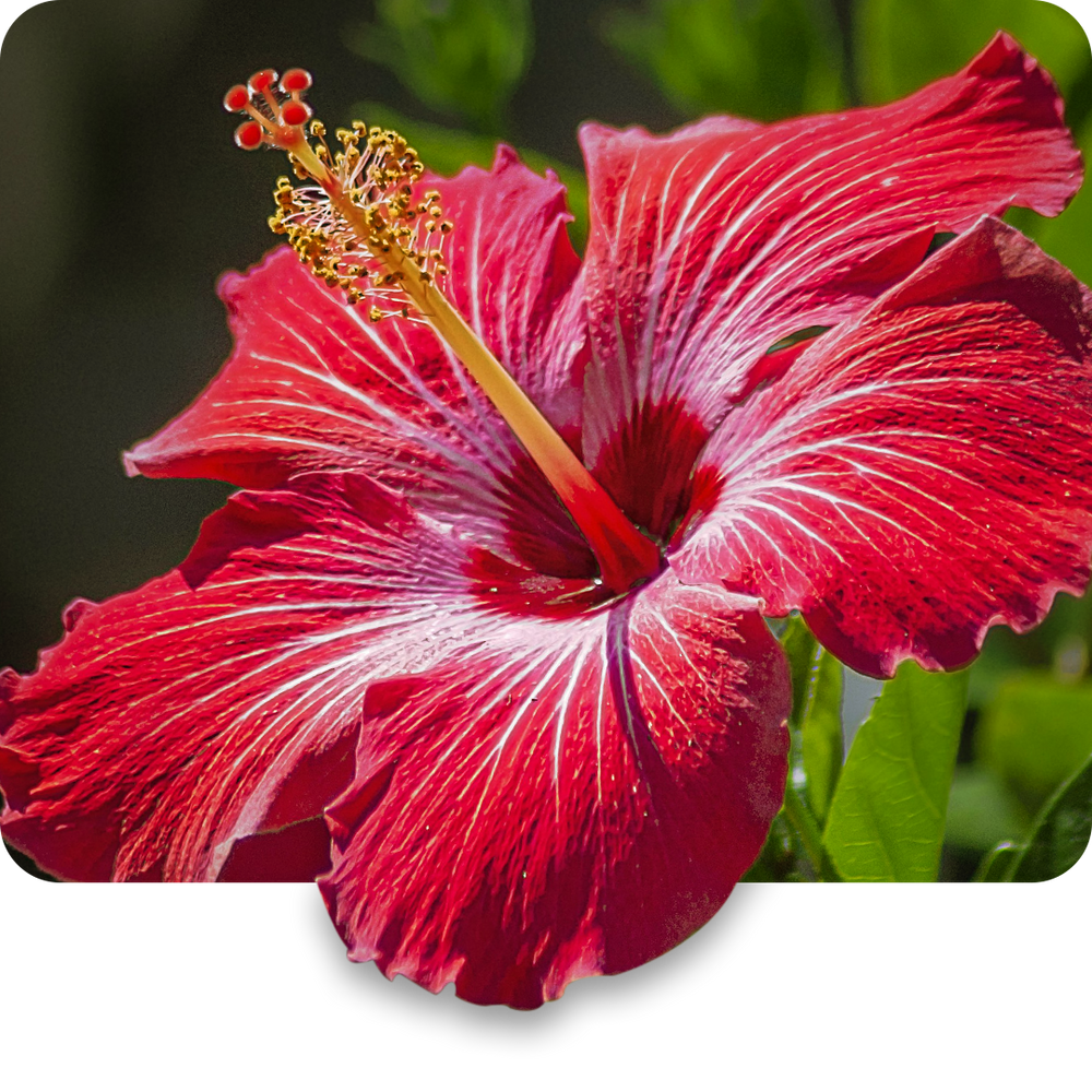 Hibiscus Oil