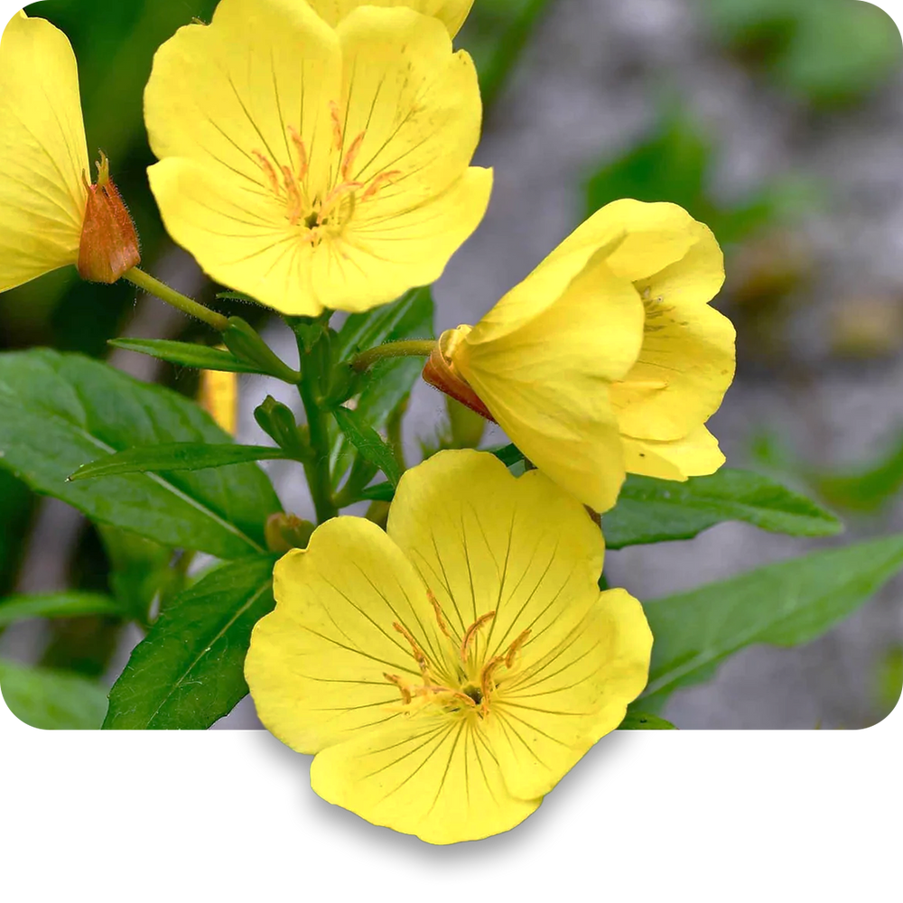 Evening Primrose Oil