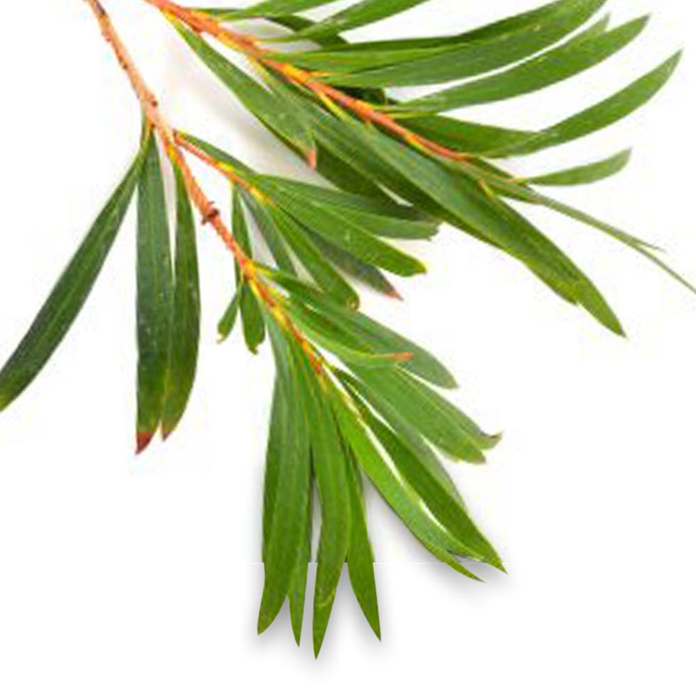 Tea Tree Oil