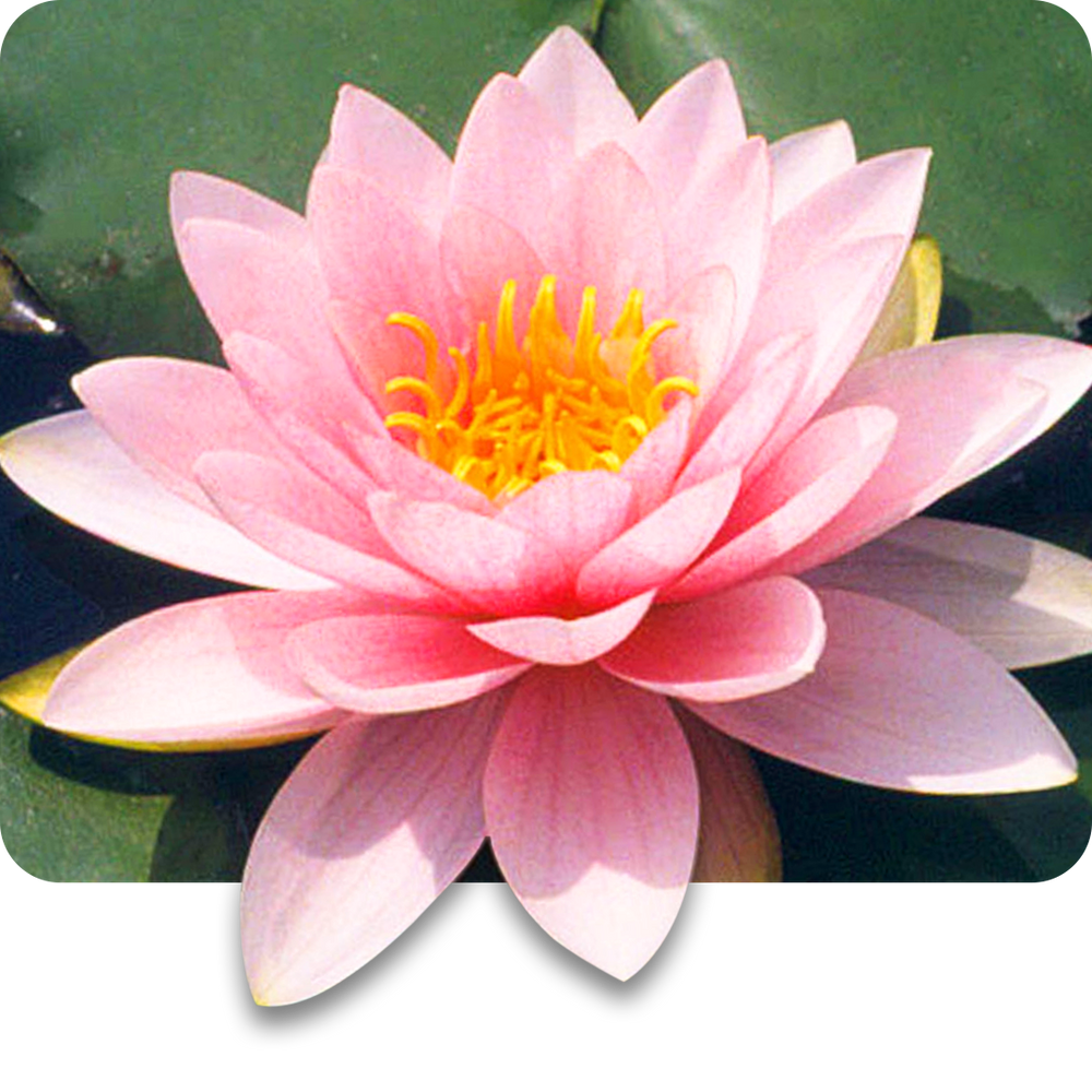 Water Lily