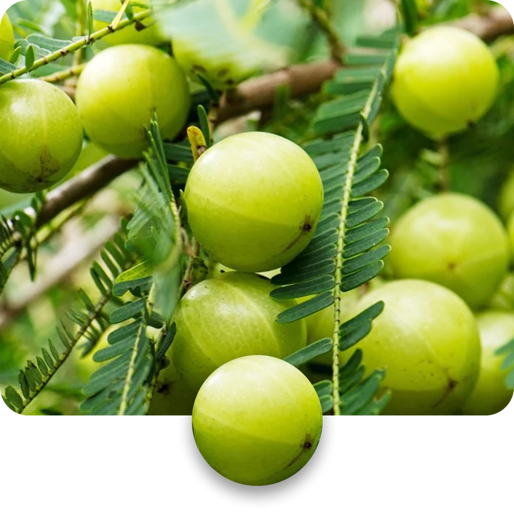 Amla