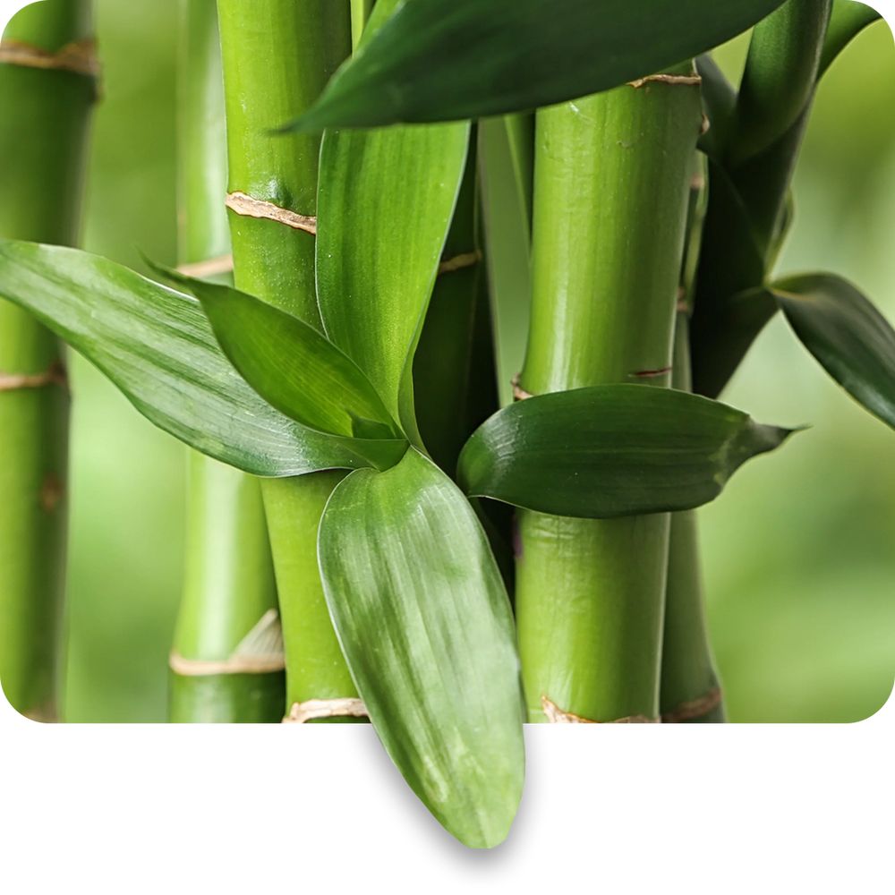 Bamboo Extract