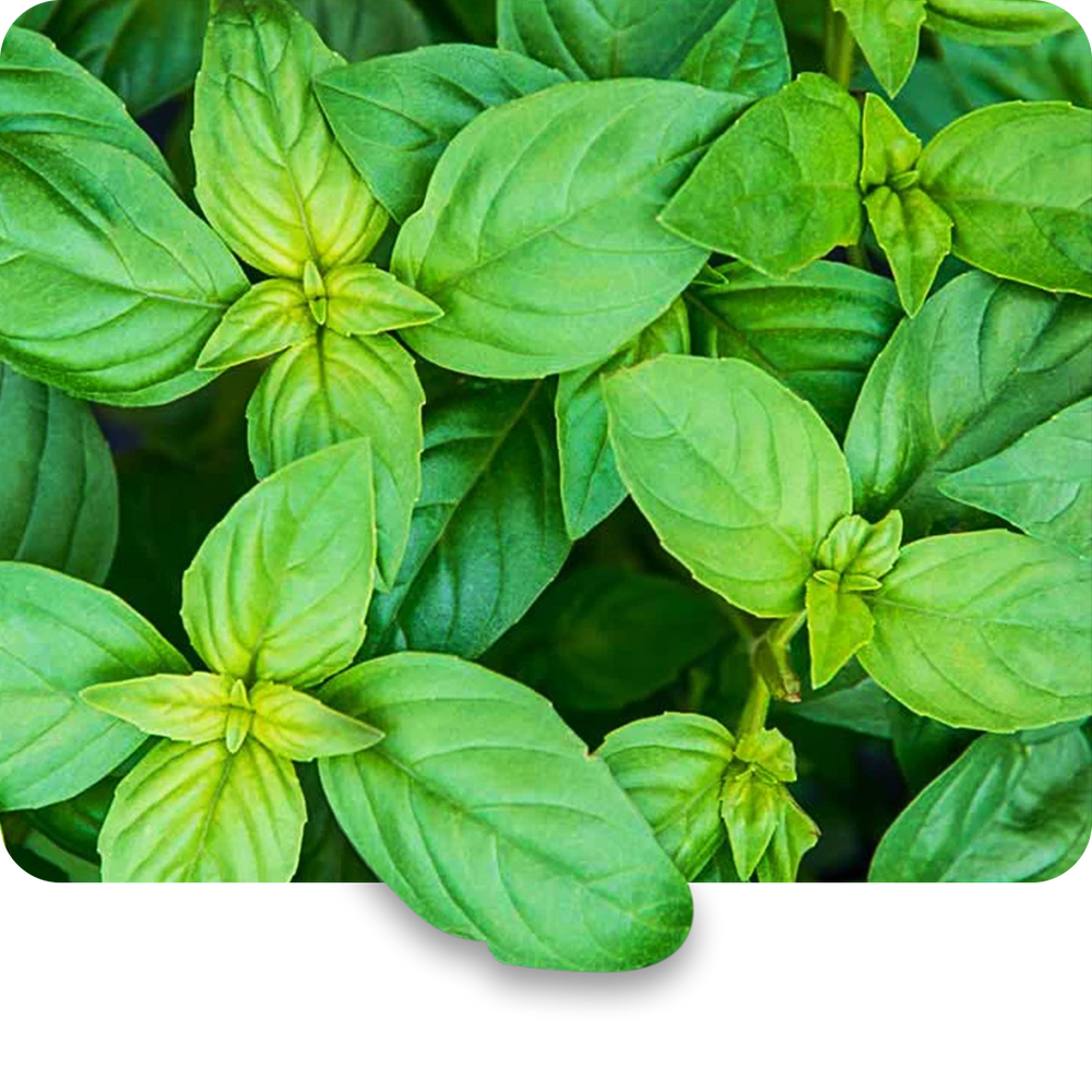 Tulsi