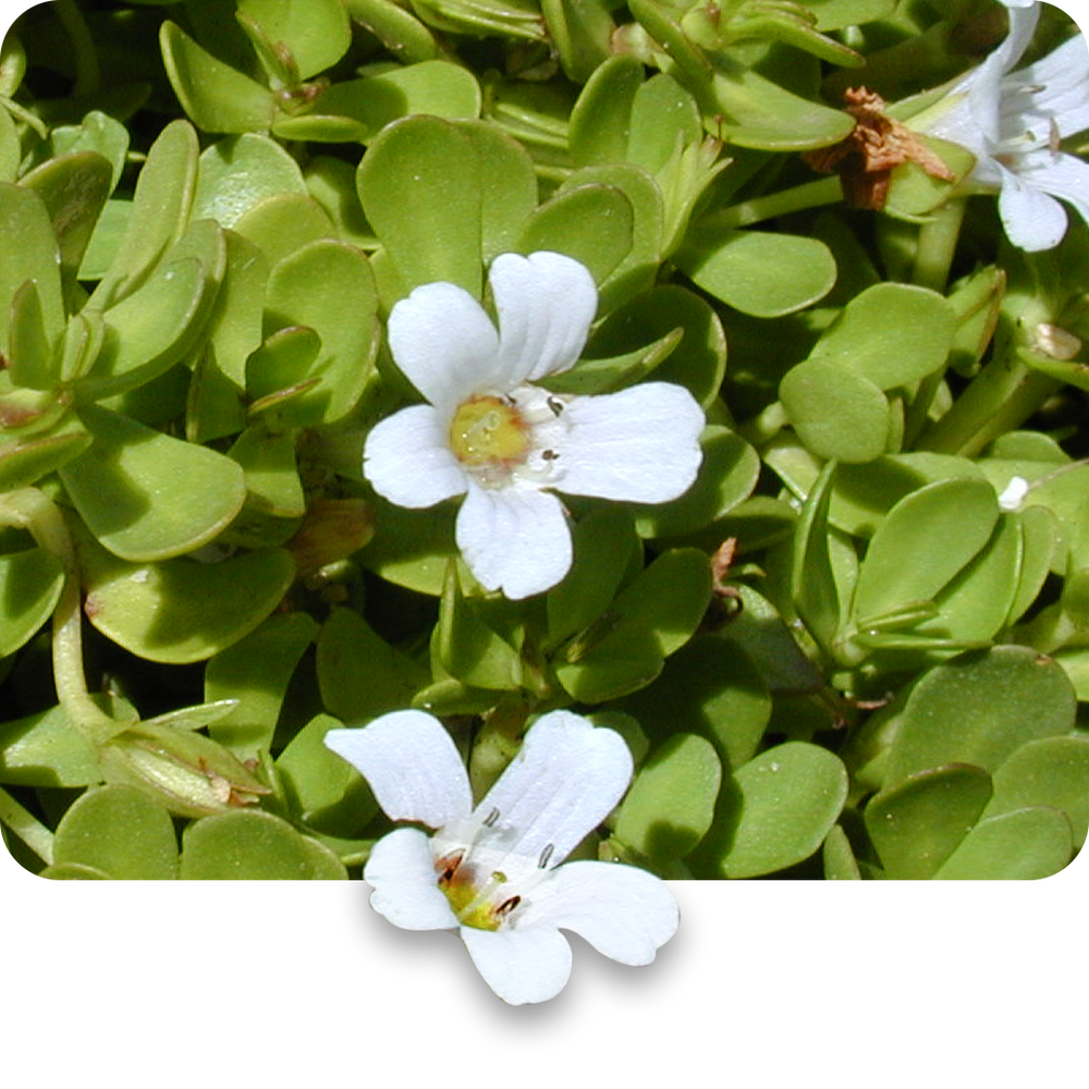 Brahmi