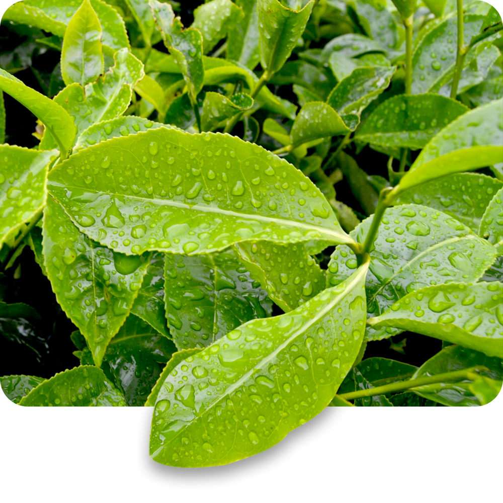Green Tea