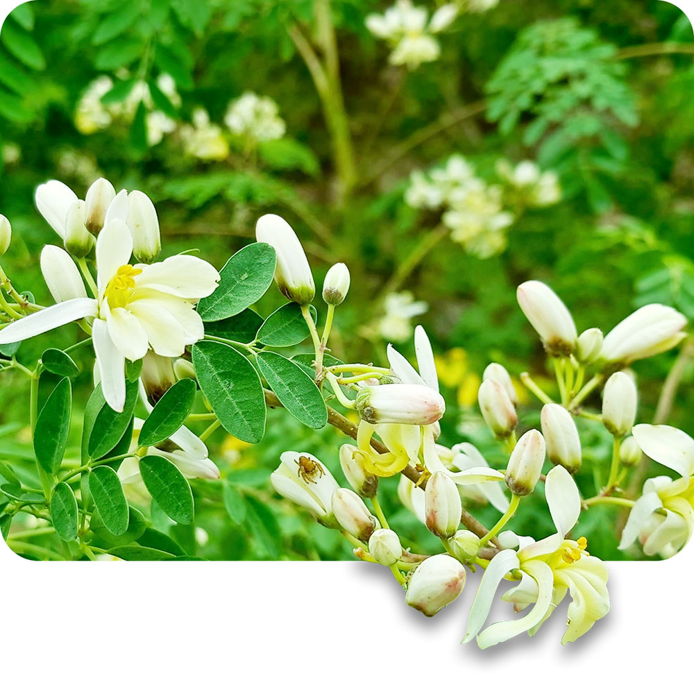 Moringa + Shirish