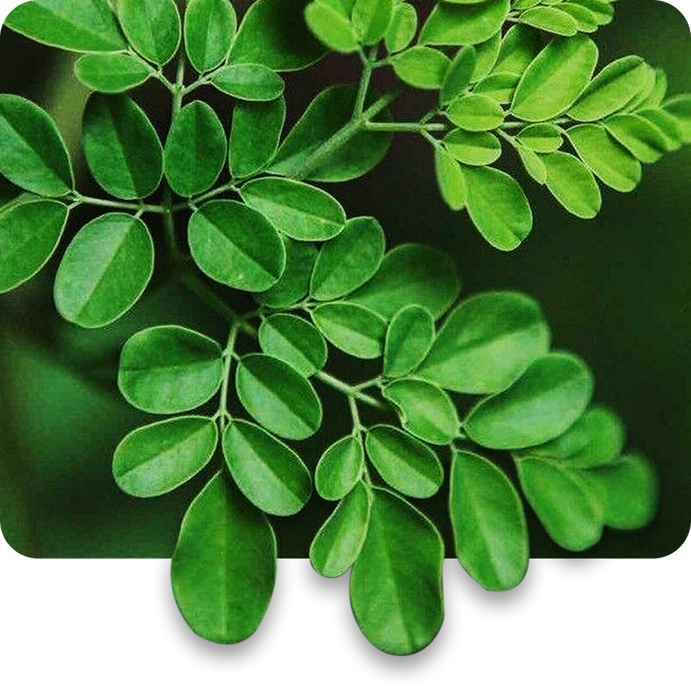 Moringa