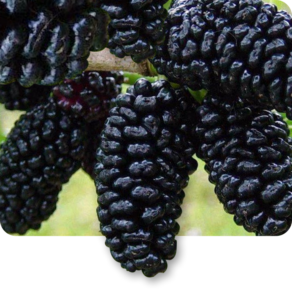 Mulberry Extract