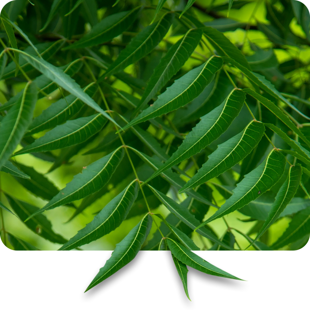 Neem