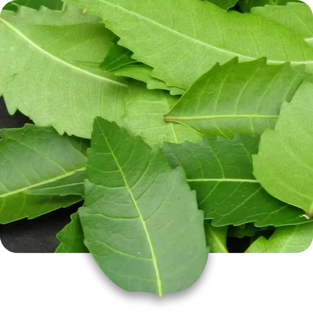 Neem