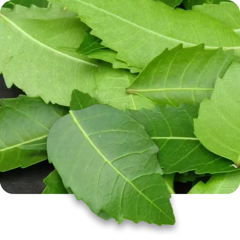 Neem Oil