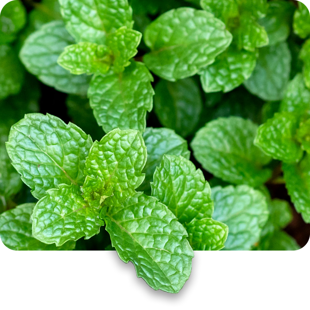 Peppermint Oil