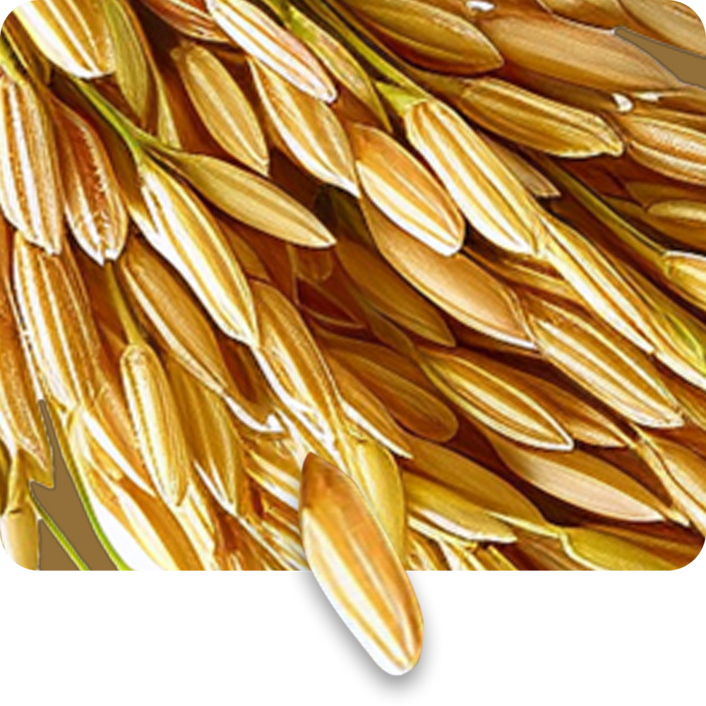 Rice Bran Oil