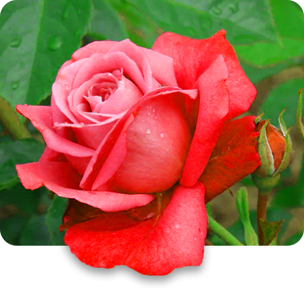 Rose Oil
