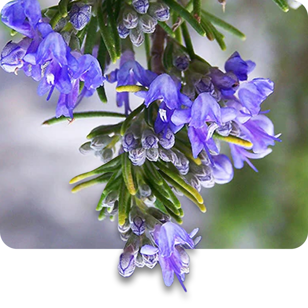  Rosemary Oil