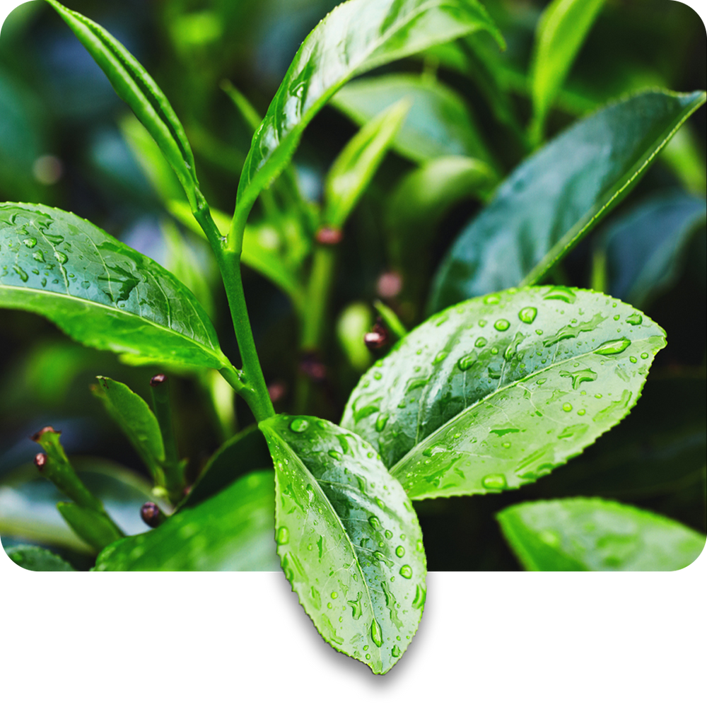 Tea Tree Oil