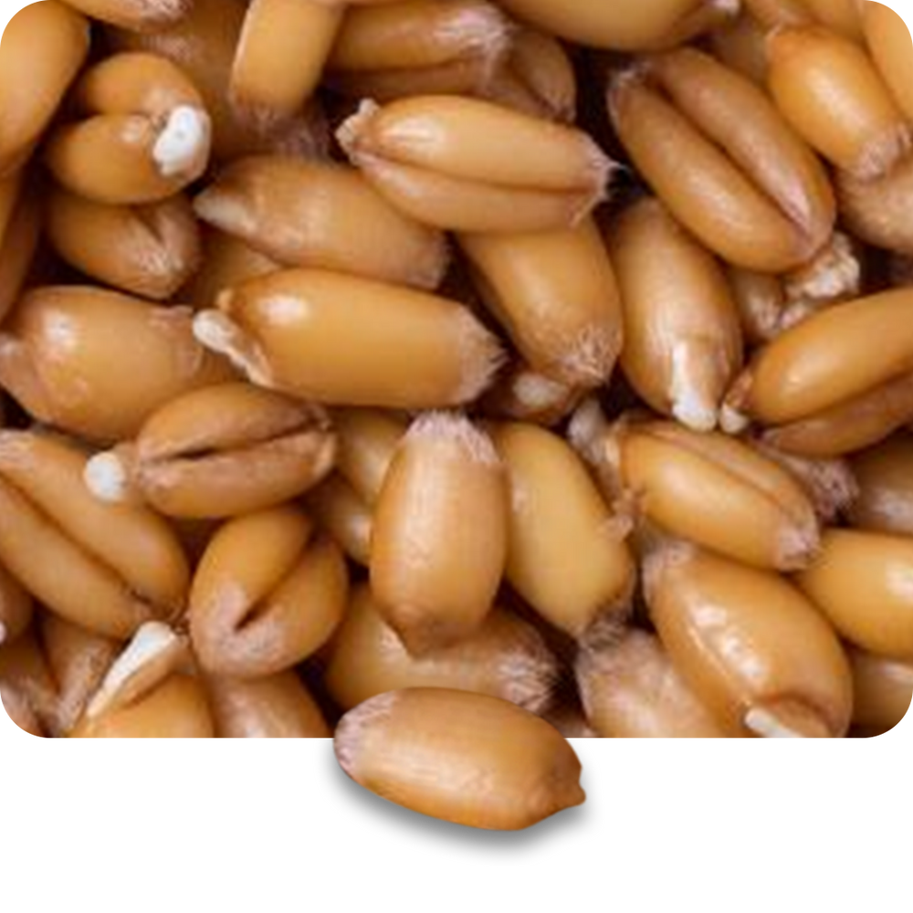 Wheat Germ Oil